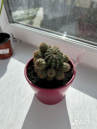 Кактус с горшком