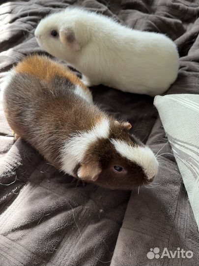 Морские свинки американский тедди + комплектация