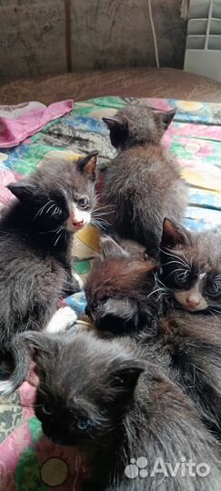 Кошка крысоловка