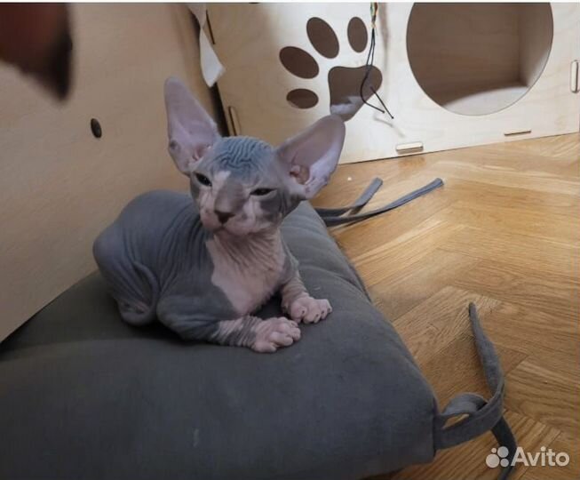 Канадский сфинкс котенок