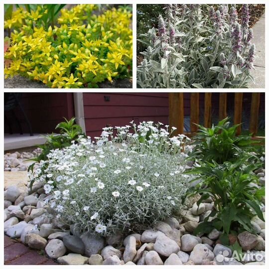 Почвопокровники очитки, ясколка, чистец шерстистый