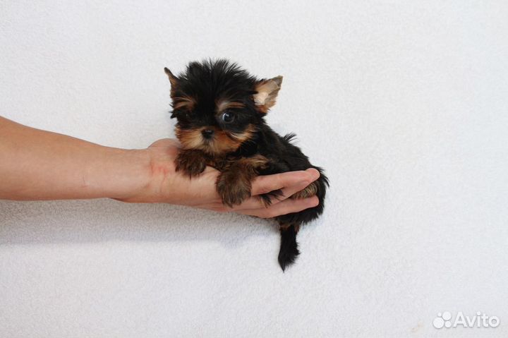 Красивые мини девочки и мальчики беби фейс