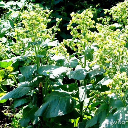 Табак Индейцев Мапачо(семена)