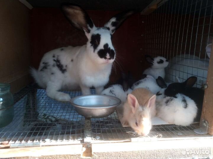 Крольчатах с крольчатами