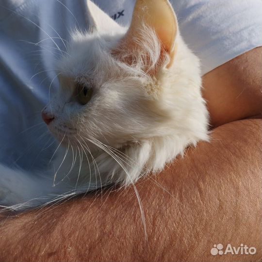 Кошечка в добрые руки