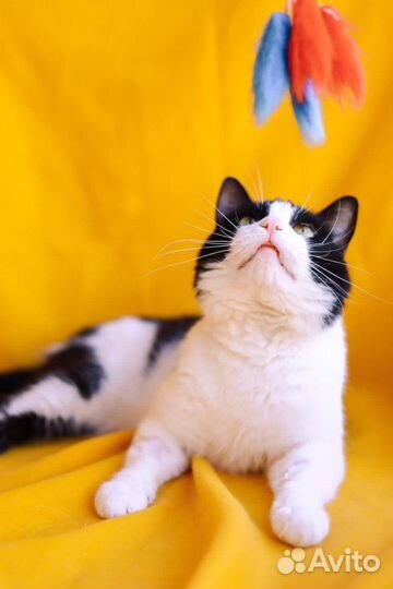 Черно белый кот из приюта ищет дом и родителей