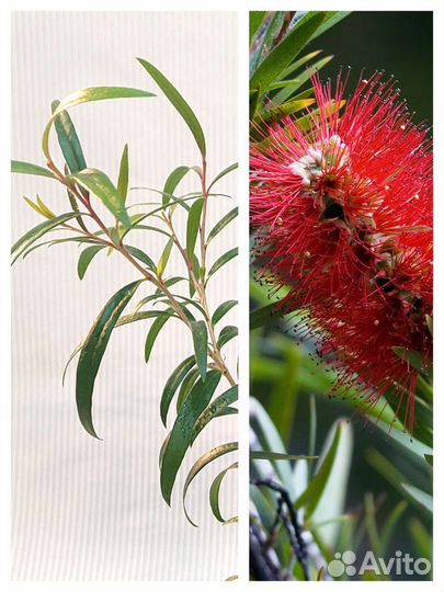 Каллистемон, комнатные растения, Миртовые