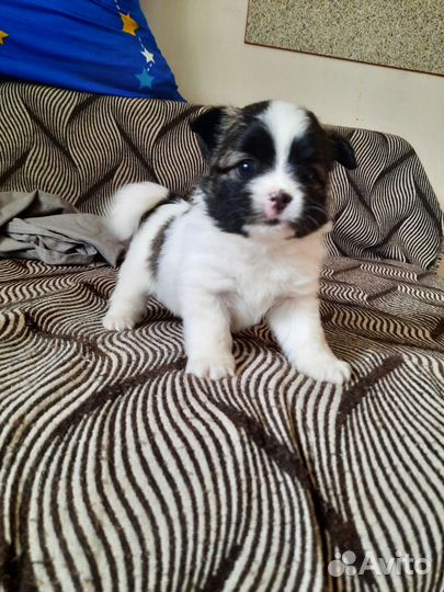 Маленькая собака шпиц