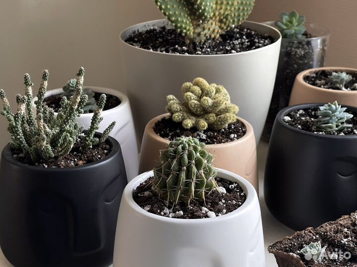Суккуленты и кактусы с горшками