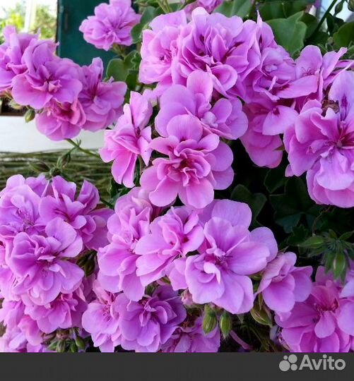 Ампельные, плющелистные пеларгонии