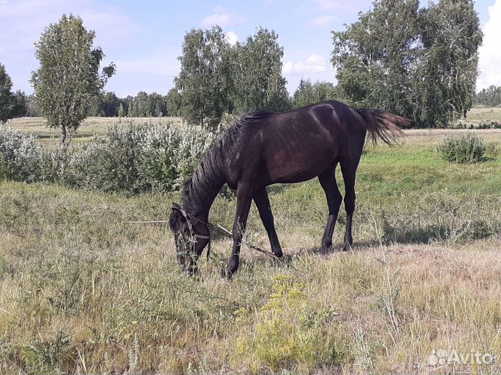 Орловский жеребчик, телочка, бык