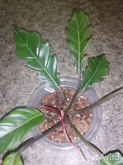 Филодендрон карамель марбл
