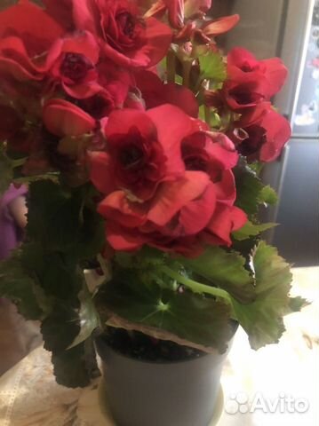 Цветы (спатифилум, каланхоэ, молочай)