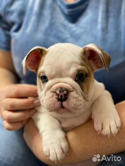 Английский бульдог девочка
