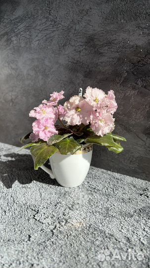 Фиалки сортовые мини и полумини