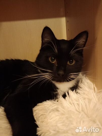 Котик в добрые руки