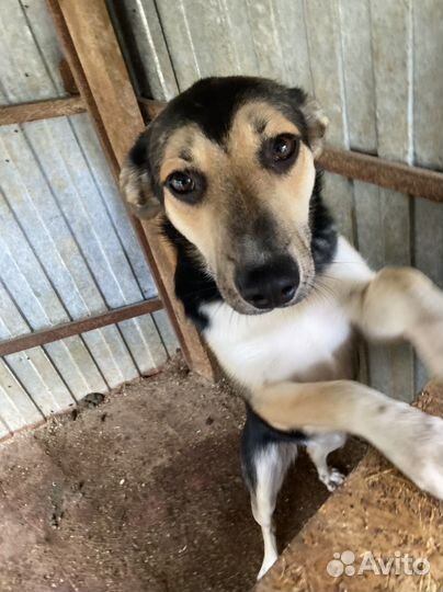 Собака в добрые руки