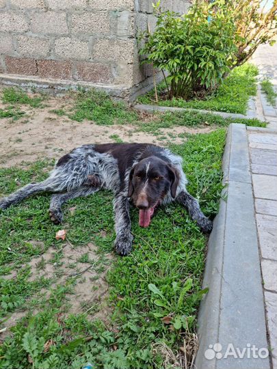 Дратхаар. Вязка