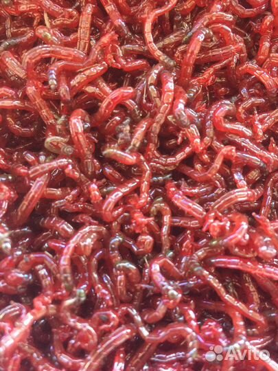 Живые корма для рыбок