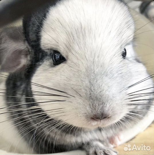 Шиншилла мозайка - подарок неописуемой красоты