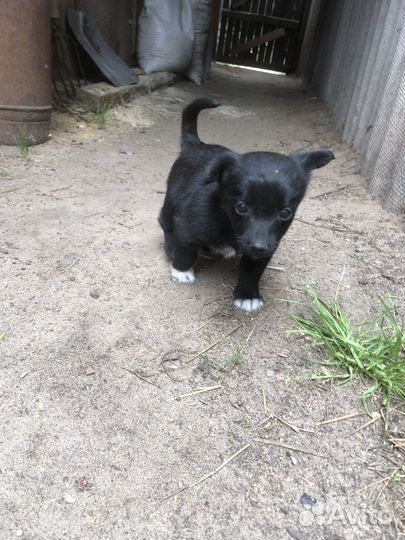 Щеночек девочка