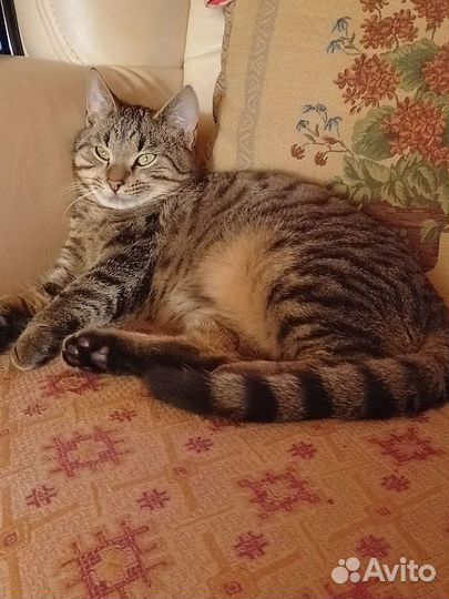 Котик Лёвик ждёт свою Семью