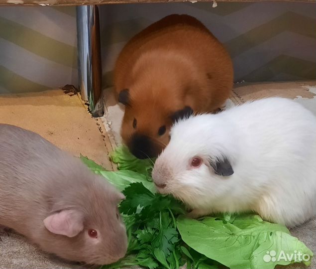 Морская свинка,малыш