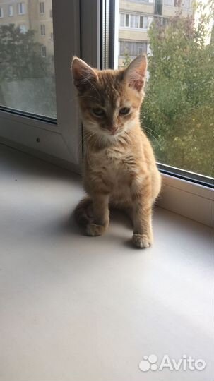 Отдам котенка в добрые руки