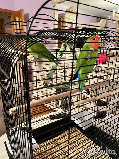 Попугаи неразлучники с клеткой