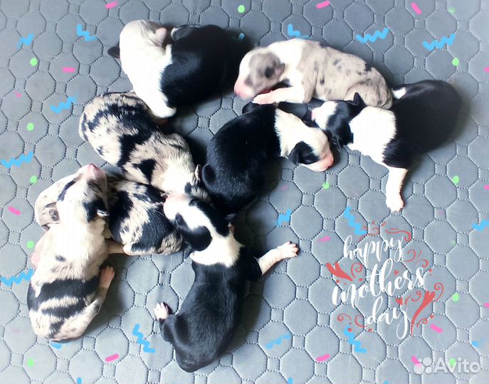 Щенки бордер колли