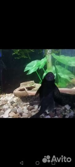 Сом анциструс