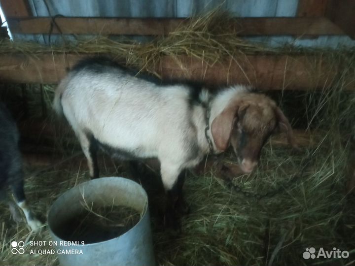 Козел на племя