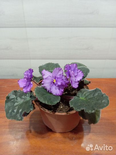 Драцена, фиалки