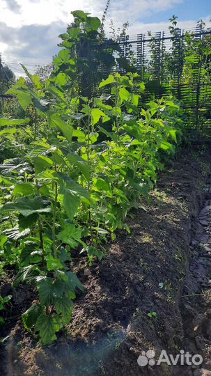 Смородина, малина, ель голубая