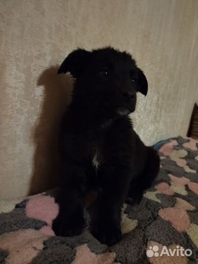 Щенок 2 мес