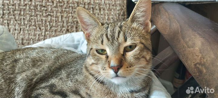 Милый котёнок