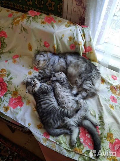 Котята шотландской вислоухой
