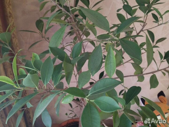 Лимонное дерево привитое