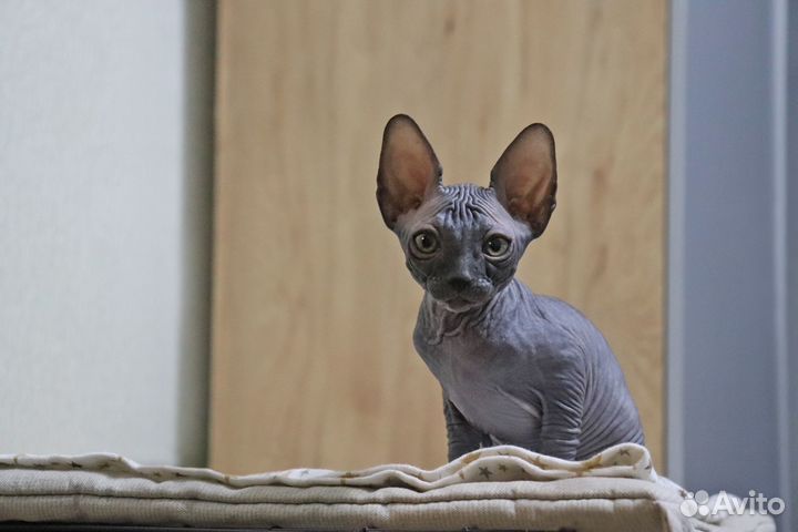 Канадский сфинкс