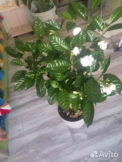 Табернемонтана махровая