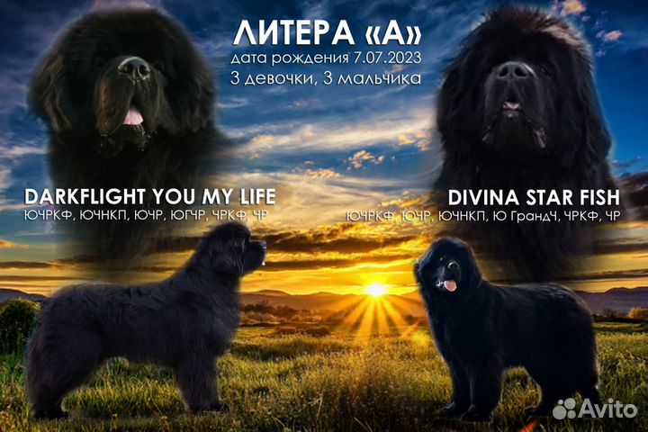 Щенки ньюфаундленда