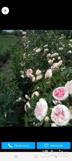 Кустовые розы саженцы