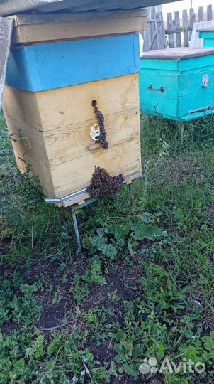 Пчелосемьи