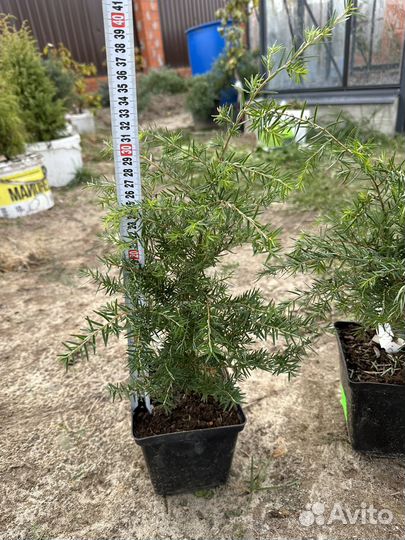 Тсуга канадская