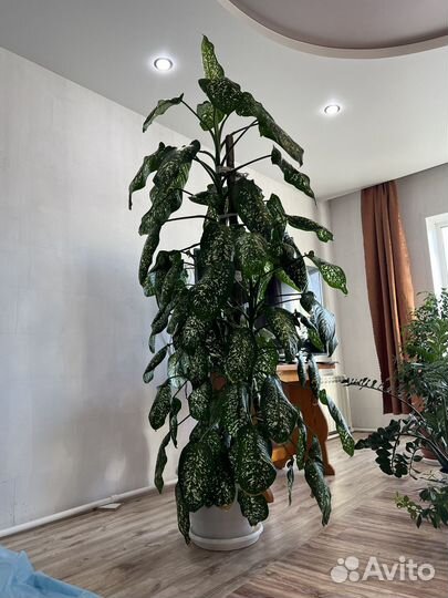 Диффенбахия