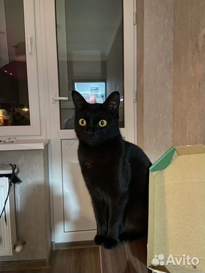 Кошка в дар бесплатно