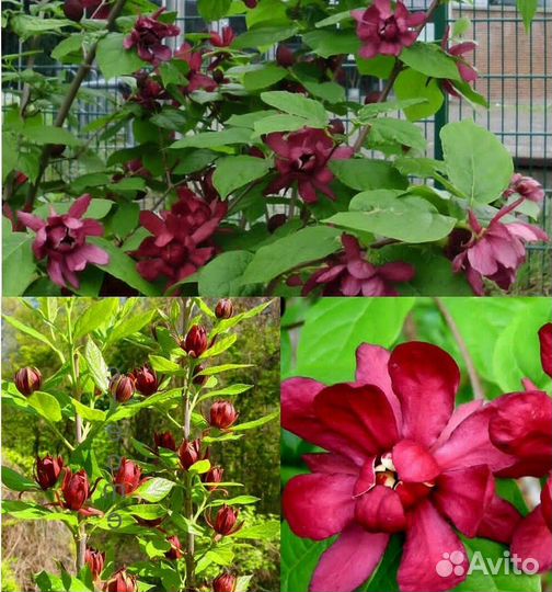 Каликант цветущий