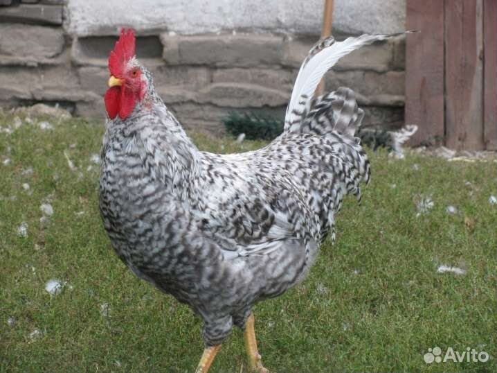 Петух породистый