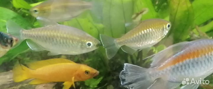 Тетра конго