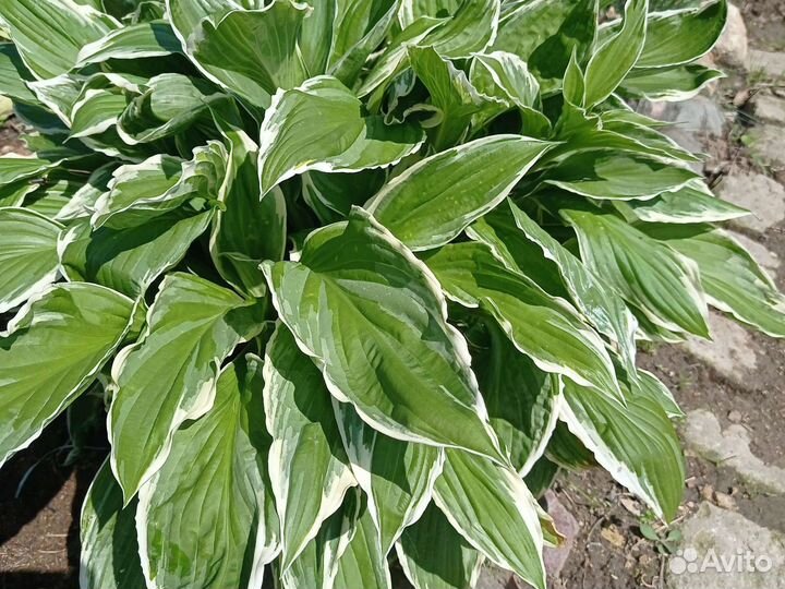 Садовые растения (хосты 5+1)